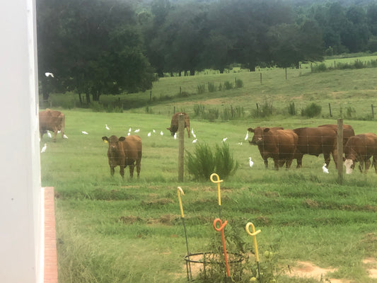 The Nutritional Value of Pasture-Raised Beef: A Comprehensive Guide
